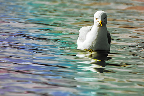 Floating Seagull Making Direct Eye Contact (Rainbow Tint)