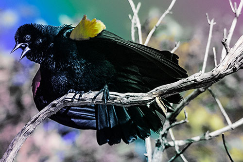 Fluffy Red Winged Blackbird Cawing Among Curving Branch (Rainbow Tint)