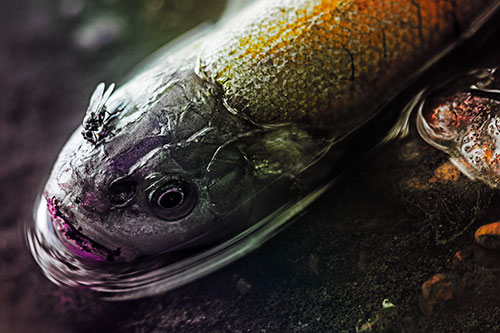 Fly Feasts Among Freshwater Whitefish Eyeball (Rainbow Tint Photo)