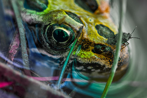 Fly Standing Atop Leopard Frogs Nose (Rainbow Tint)
