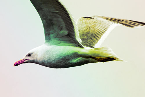 Flying Seagull Close Up During Flight (Rainbow Tint Photo)