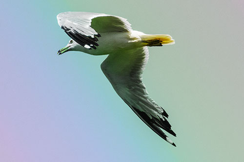 Flying Seagull Searching For Fishy Breakfast (Rainbow Tint)