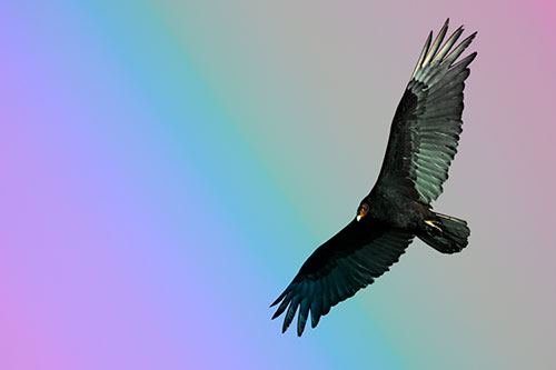 Flying Turkey Vulture Hunts For Food (Rainbow Tint Photo)