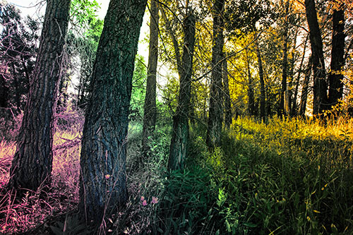 Forest Tree Trunks Blocking Sunlight (Rainbow Tint Photo)