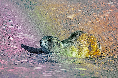 Frightened Russet Ground Squirrel Crouching Atop Dirt Mound (Rainbow Tint)
