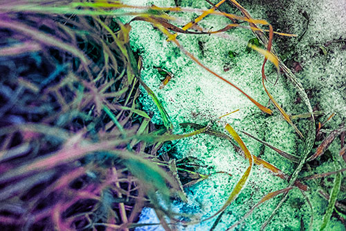 Frowning Grass Face Buried Among Snow (Rainbow Tint)