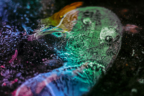 Frozen Distorted Bubble Eyed Ice Face (Rainbow Tint Photo)