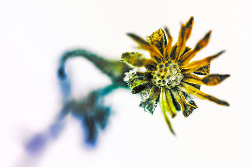 Frozen Ice Clinging Among Bending Aster Flower Petals (Rainbow Tint Photo)