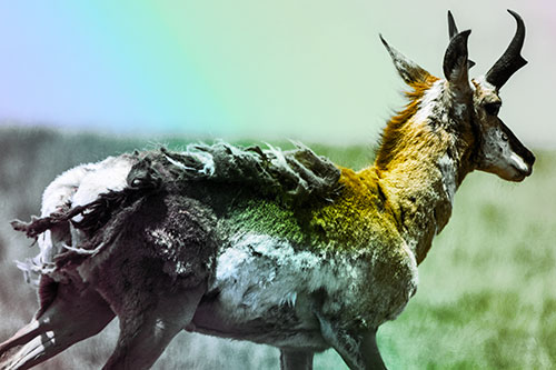 Fur Shedding Pronghorn Walking Along Grass (Rainbow Tint)