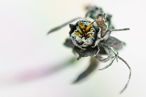 Fuzzy Blossoming Willow Cone Gall Midge (Rainbow Tint Photo)