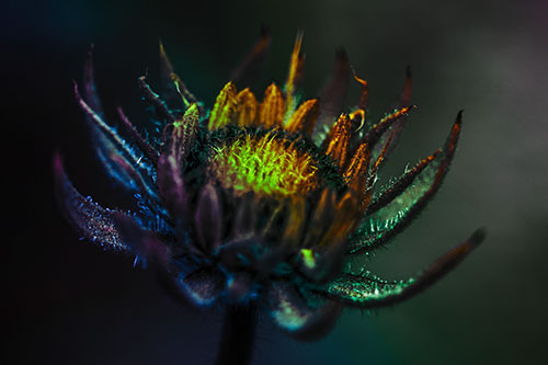 Fuzzy Unfurling Sunflower Bud Blooming (Rainbow Tint Photo)