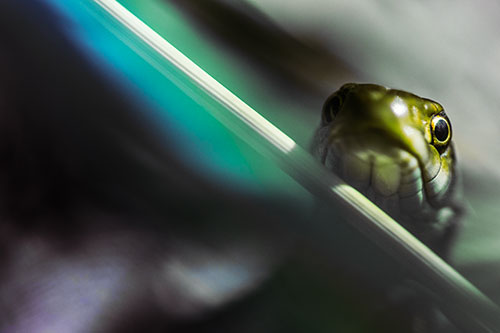 Garter Snake Peeking Head Over Dried Fescue Grass Blade (Rainbow Tint)