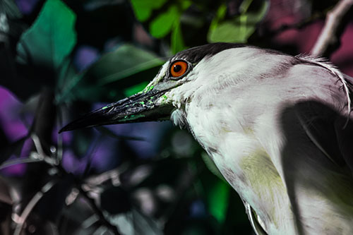 Gazing Black Crowned Night Heron Among Tree Branches (Rainbow Tint Photo)