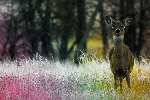 Gazing White Tailed Deer Watching Among Feather Reed Grass (Rainbow Tint Photo)