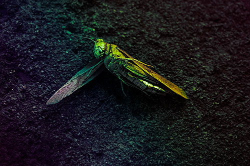 Giant Dead Grasshopper Laid To Rest (Rainbow Tint Photo)