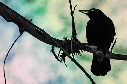 Glazed Eyed Crow Gazing Sideways Along Sloping Tree Branch (Rainbow Tint Photo)
