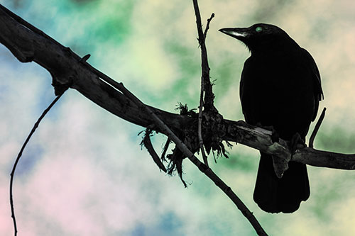 Glazed Eyed Crow Gazing Sideways Along Sloping Tree Branch (Rainbow Tint)