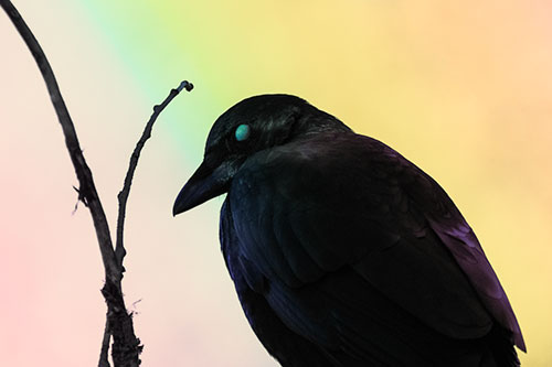 Glazed Eyed Crow Hunched Over Atop Tree Branch (Rainbow Tint Photo)