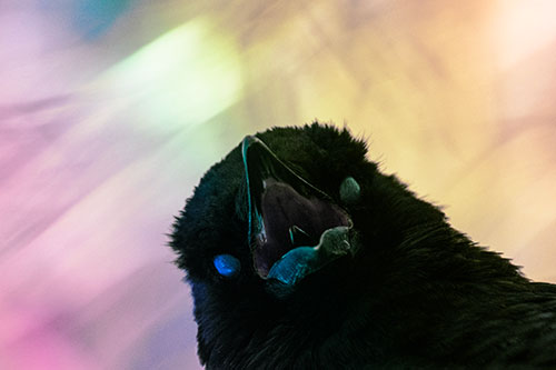 Glazed Eyed Tongue Screaming Crow (Rainbow Tint Photo)