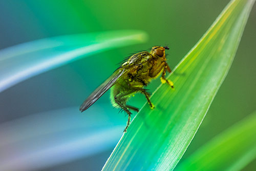 Golden Dung Fly Perched Along Sloping Fescue Grass Blade (Rainbow Tint)