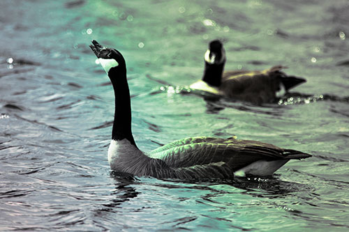 Goose Honking Loudly On Lake Water (Rainbow Tint Photo)