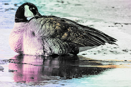 Goose Resting Atop Ice Frozen River (Rainbow Tint Photo)