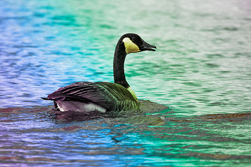Goose Swimming Down River Water (Rainbow Tint Photo)