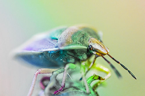 Gorse Shieldbug Standing Atop Gumplant (Rainbow Tint)