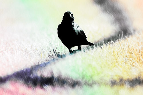 Grackle Bird Walking Down Shadow Line (Rainbow Tint Photo)