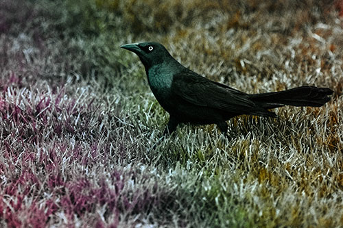 Grackle Walking Among Fresh Cut Grass (Rainbow Tint)
