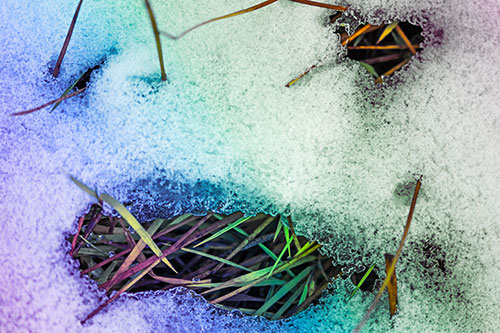 Grass Blade Face Pierces Through Melting Snow (Rainbow Tint Photo)