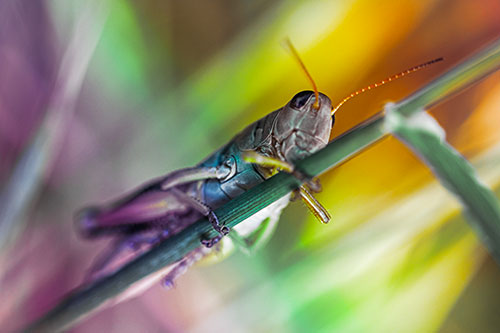 Grasshopper Cuddles Grass Blade Tightly (Rainbow Tint Photo)