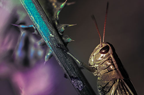 Grasshopper Hangs Onto Weed Stem (Rainbow Tint Photo)