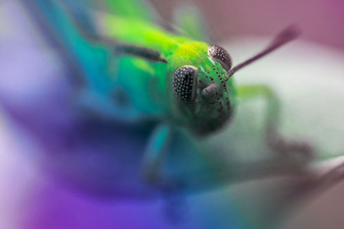 Grasshopper Perched Atop Plant Leaf (Rainbow Tint Photo)