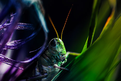 Grasshopper Perched Between Dead And Alive Grass (Rainbow Tint)