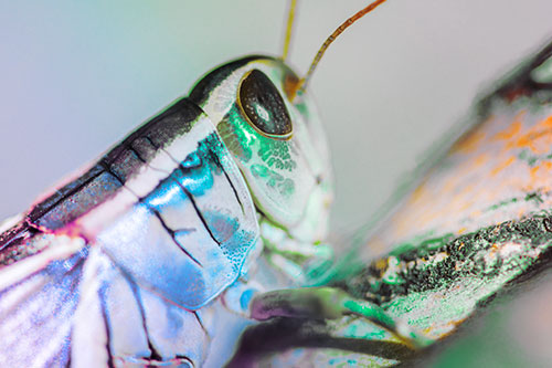 Grasshopper Rests Atop Ascending Branch (Rainbow Tint Photo)