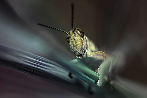 Grasshopper Rides Grass Blades Among Wind (Rainbow Tint)