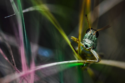 Grasshopper Smiling Among Intersecting Grass Blades (Rainbow Tint)