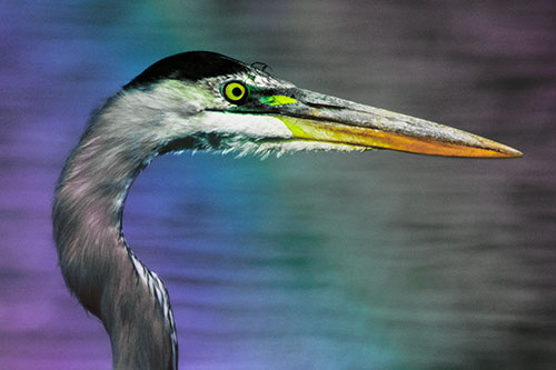 Great Blue Heron Beyond Water Reed Grass (Rainbow Tint Photo)