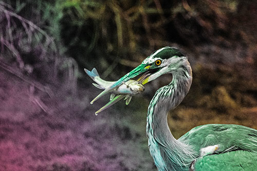 Great Blue Heron Clamps Trout Fish Between Beak (Rainbow Tint)