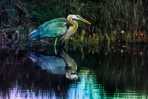 Great Blue Heron Searching Shoreline (Rainbow Tint Photo)