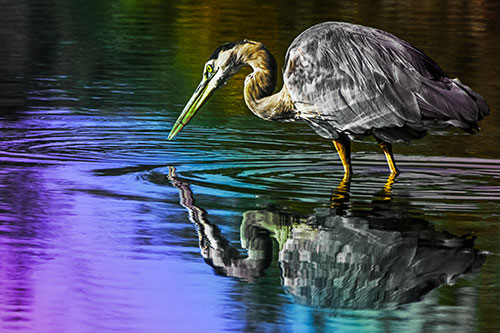 Great Blue Heron Snatches Pond Fish (Rainbow Tint Photo)