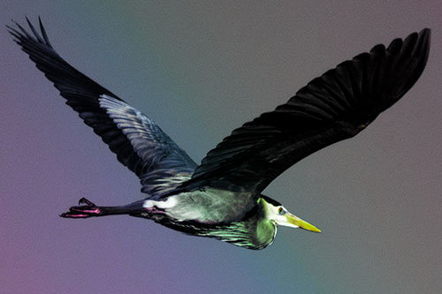 Great Blue Heron Soaring The Sky (Rainbow Tint Photo)