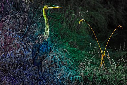 Great Blue Heron Standing Tall Among Feather Reed Grass (Rainbow Tint Photo)
