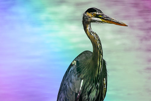 Great Blue Heron Standing Tall Among River Water (Rainbow Tint Photo)