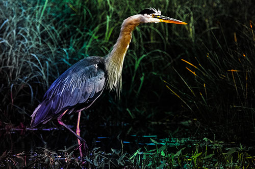 Great Blue Heron Wading Across River (Rainbow Tint)