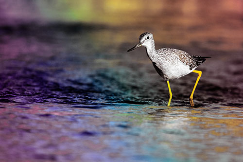 Greater Yellowlegs Bird Walking On River Water (Rainbow Tint Photo)