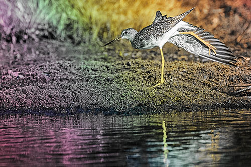 Greater Yellowlegs Stretching Along River Shore (Rainbow Tint)