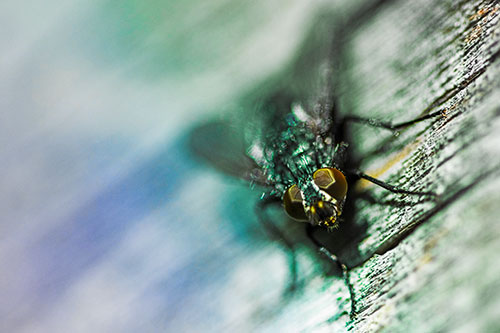 Happy Cluster Fly Enjoys Getting Suntan Among Cracked Wood (Rainbow Tint)