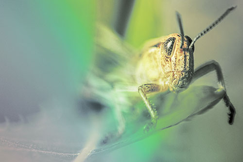 Happy Grasshopper Standing Among Sloping Leaf (Rainbow Tint)